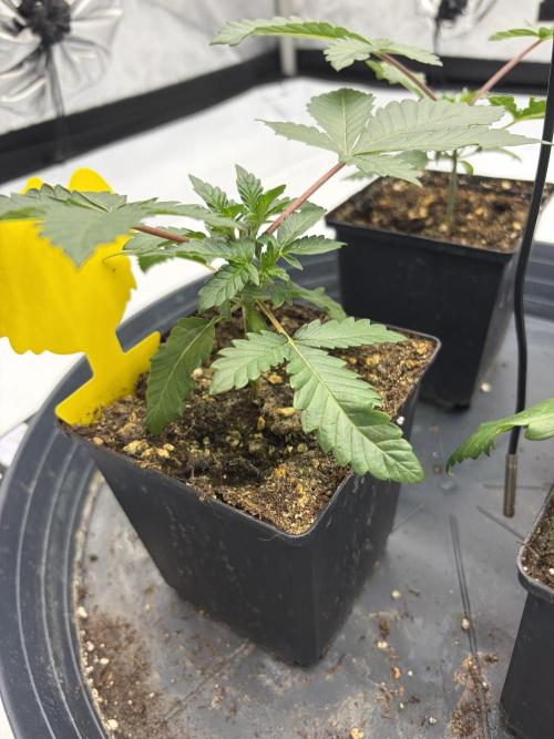WIZARD TREE - Free Seed. Week 4