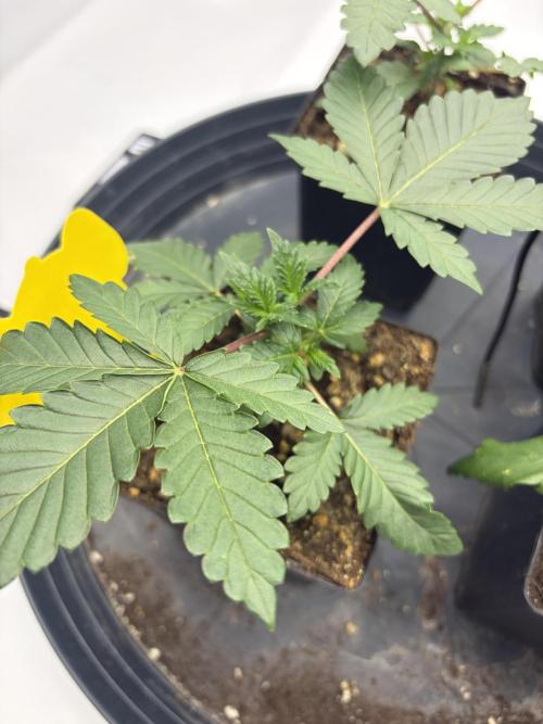 WIZARD TREE - Free Seed. Week 4