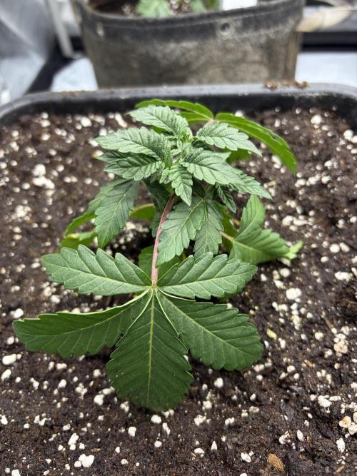 WIZARD TREE - Free Seed. Week 4