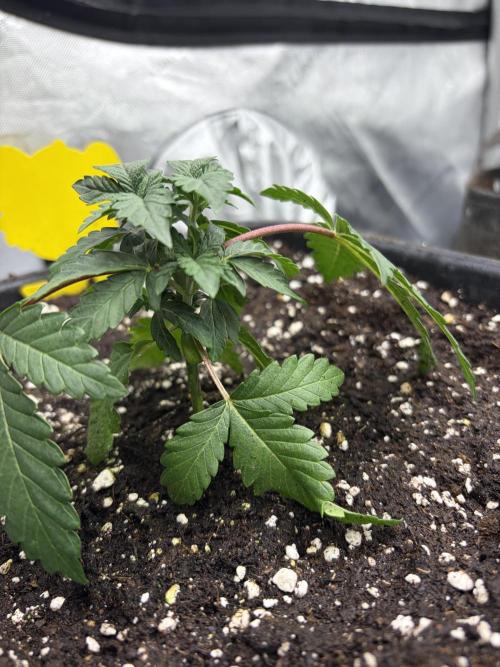 WIZARD TREE - Free Seed. Week 4