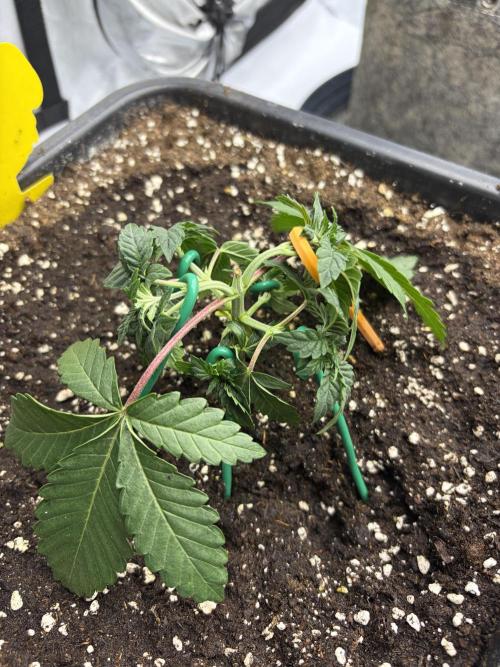 WIZARD TREE - Free Seed. Week 4