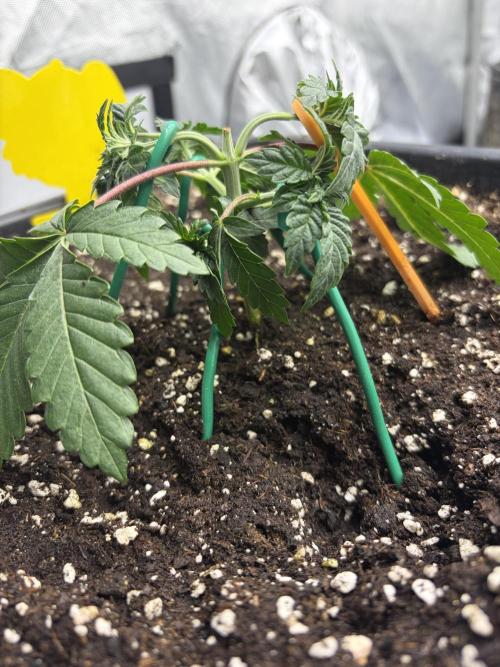 WIZARD TREE - Free Seed. Week 4