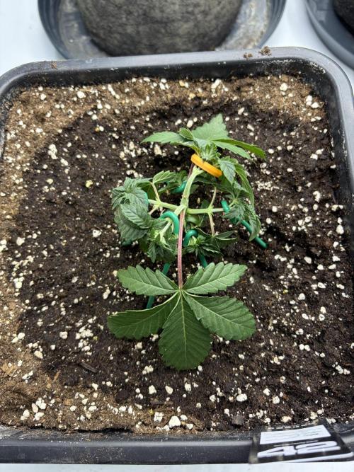 WIZARD TREE - Free Seed. Week 4