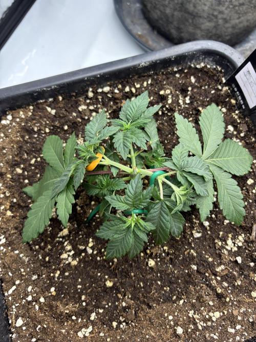 WIZARD TREE - Free Seed. Week 4