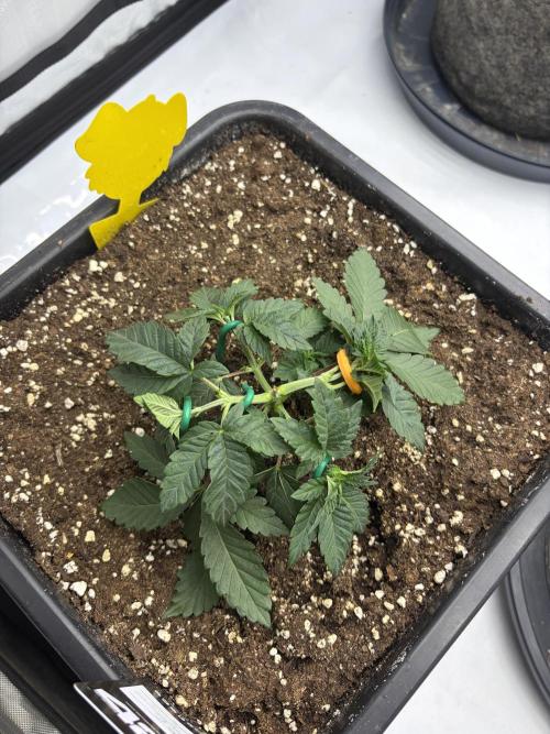 WIZARD TREE - Free Seed. Week 4
