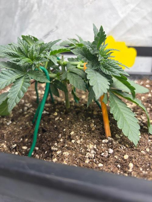 WIZARD TREE - Free Seed. Week 5