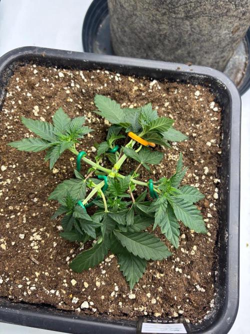 WIZARD TREE - Free Seed. Week 5