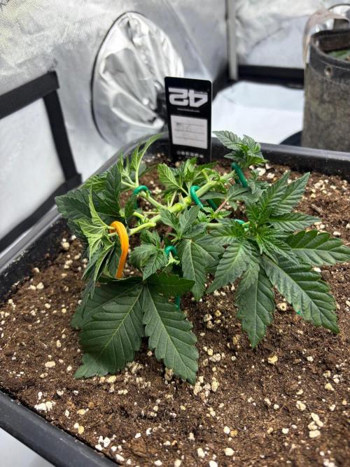 WIZARD TREE - Free Seed. Week 5