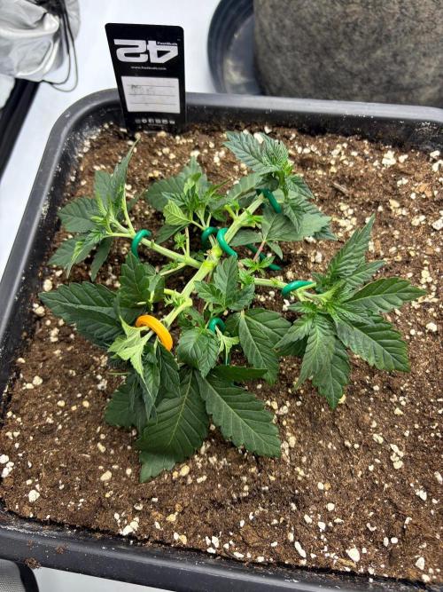 WIZARD TREE - Free Seed. Week 5