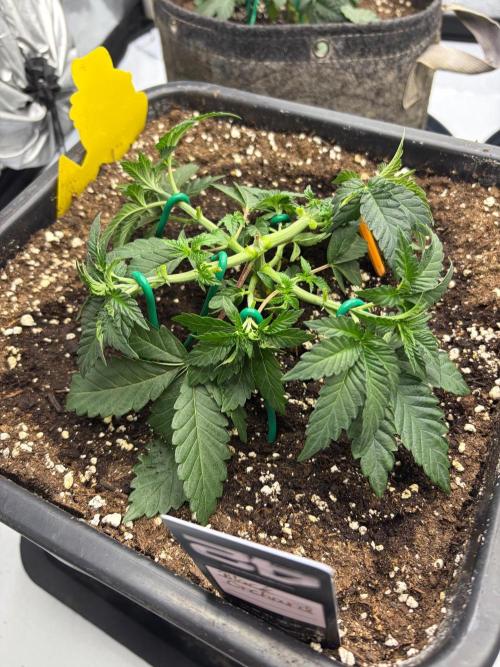 WIZARD TREE - Free Seed. Week 5
