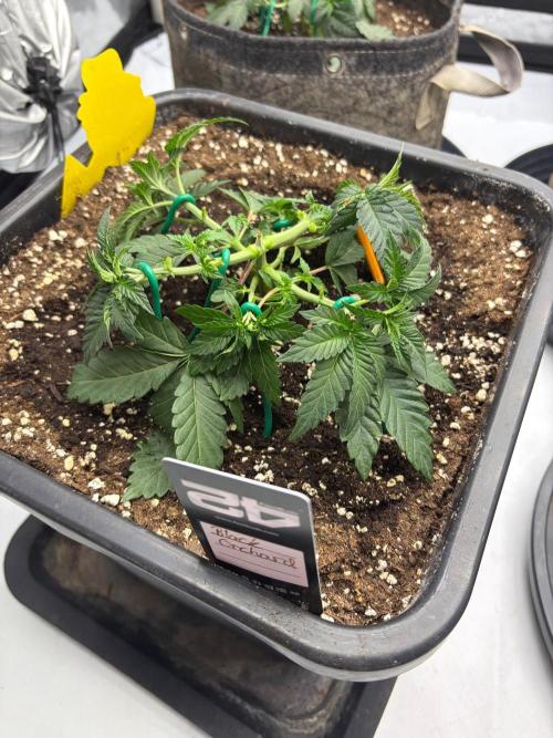 WIZARD TREE - Free Seed. Week 5