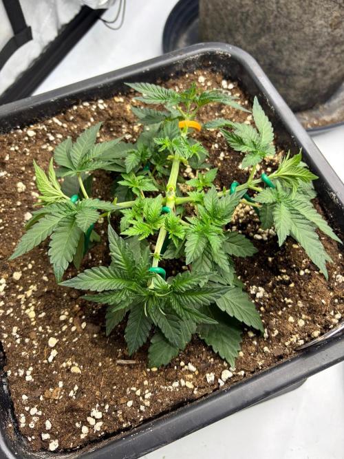 WIZARD TREE - Free Seed. Week 5