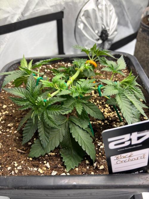 WIZARD TREE - Free Seed. Week 5