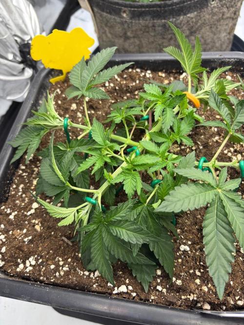 WIZARD TREE - Free Seed. Week 5