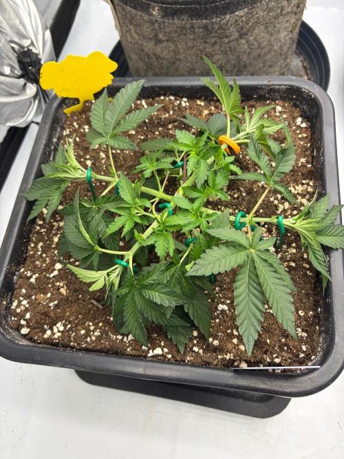 WIZARD TREE - Free Seed. Week 5