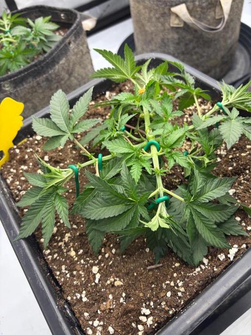 WIZARD TREE - Free Seed. Week 5