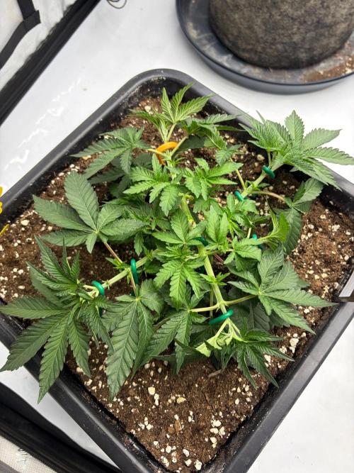 WIZARD TREE - Free Seed. Week 5