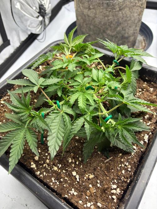 WIZARD TREE - Free Seed. Week 5