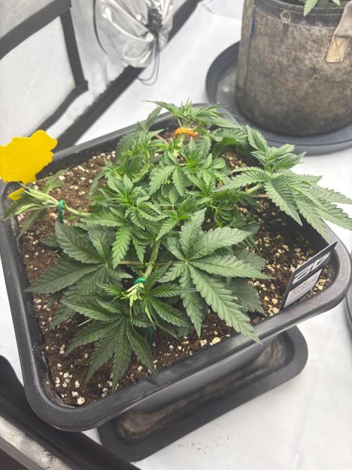 WIZARD TREE - Free Seed. Week 6