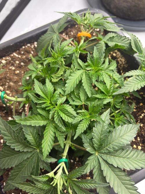 WIZARD TREE - Free Seed. Week 6