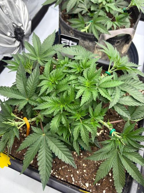 WIZARD TREE - Free Seed. Week 6