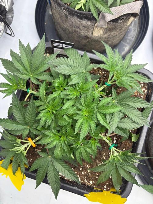 WIZARD TREE - Free Seed. Week 6