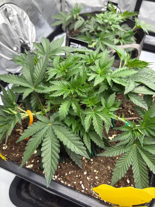 WIZARD TREE - Free Seed. Week 6