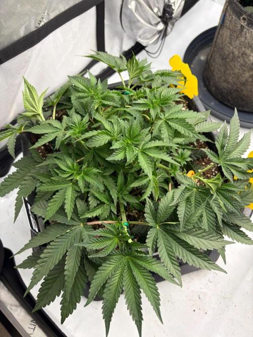 WIZARD TREE - Free Seed. Week 6