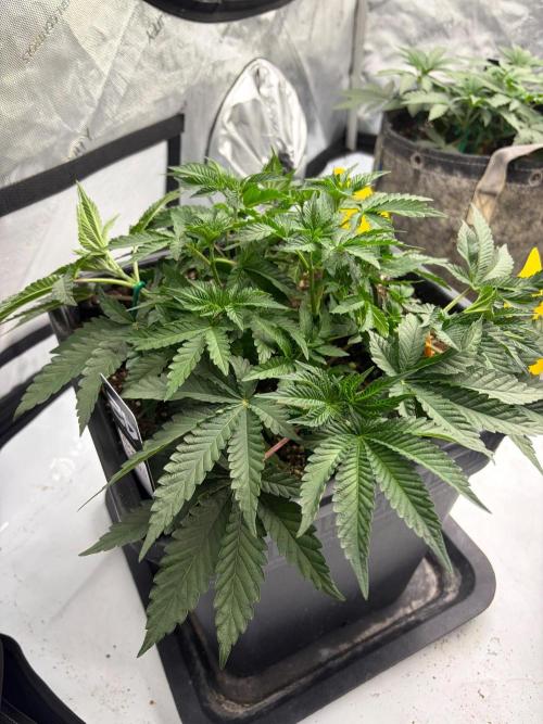 WIZARD TREE - Free Seed. Week 6