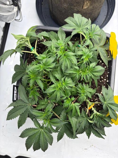 WIZARD TREE - Free Seed. Week 6
