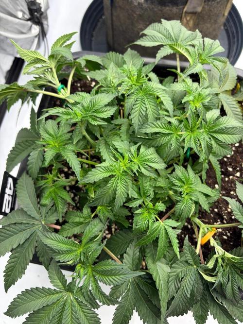 WIZARD TREE - Free Seed. Week 6