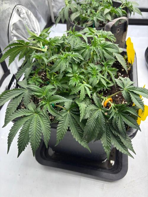 WIZARD TREE - Free Seed. Week 6