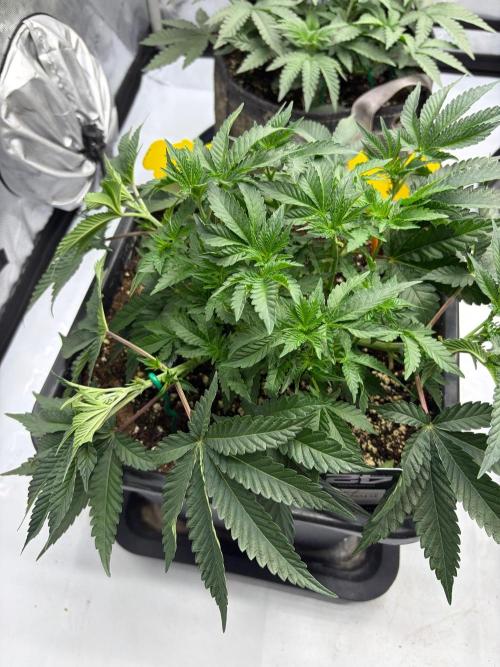 WIZARD TREE - Free Seed. Week 6