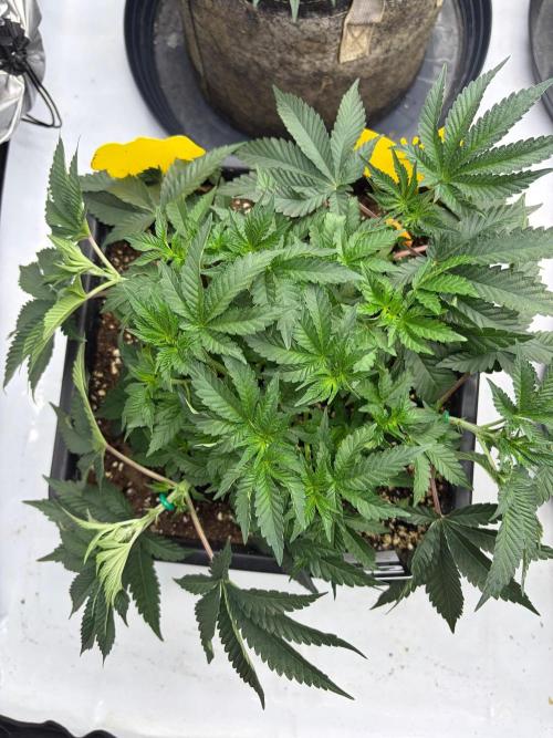 WIZARD TREE - Free Seed. Week 6