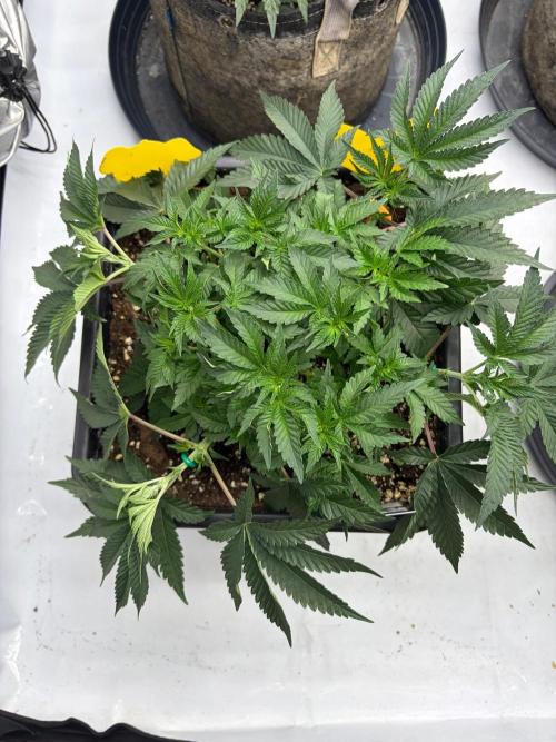 Black Orchard. Week 6