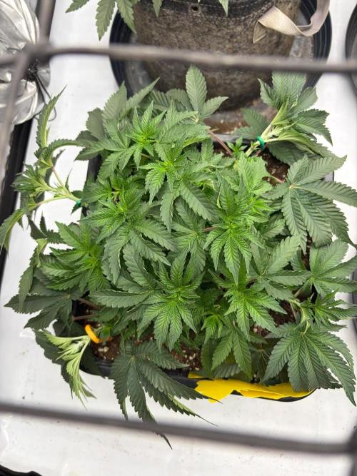 WIZARD TREE - Free Seed. Week 7