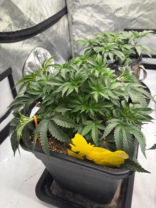 WIZARD TREE - Free Seed. Week 7