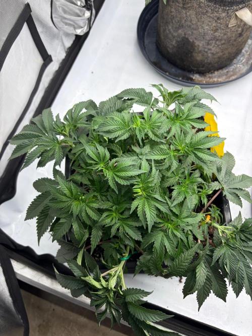 WIZARD TREE - Free Seed. Week 7
