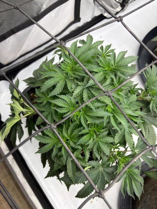 WIZARD TREE - Free Seed. Week 7