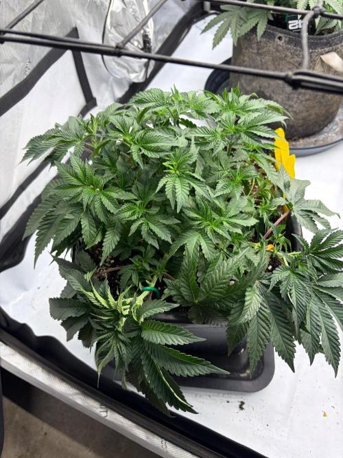 WIZARD TREE - Free Seed. Week 7