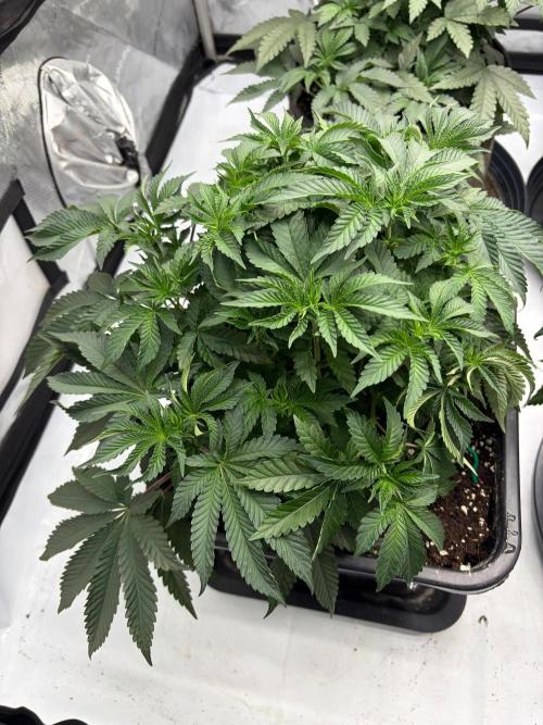 WIZARD TREE - Free Seed. Week 7