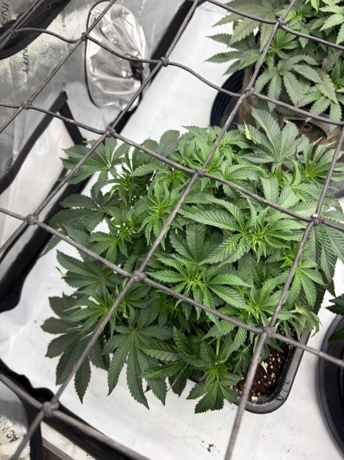 WIZARD TREE - Free Seed. Week 7