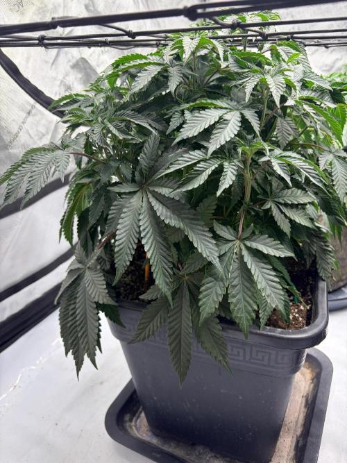 WIZARD TREE - Free Seed. Week 8