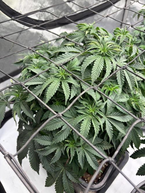 WIZARD TREE - Free Seed. Week 8