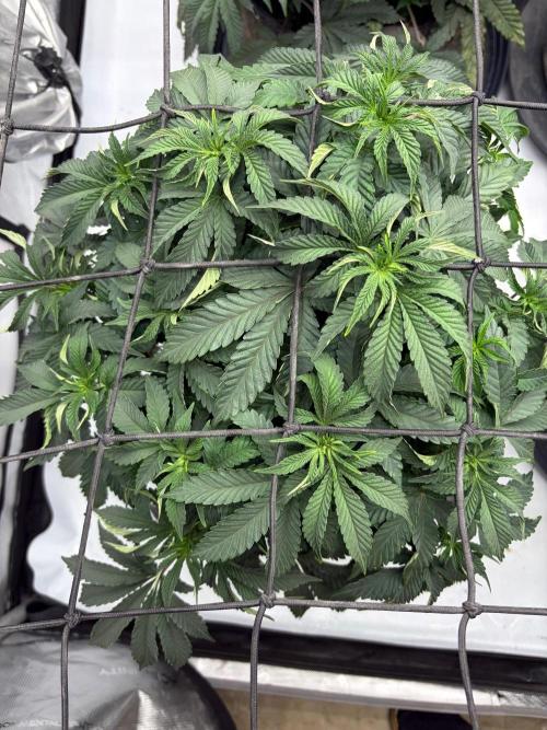 WIZARD TREE - Free Seed. Week 8