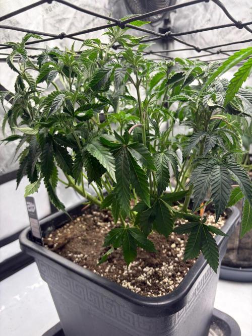 WIZARD TREE - Free Seed. Week 8