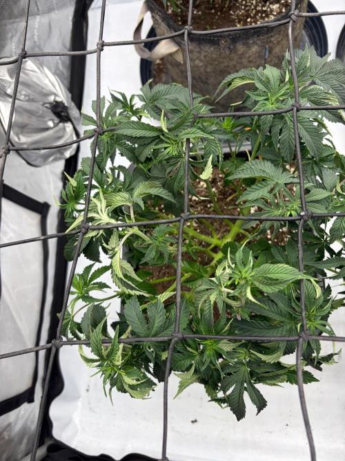 WIZARD TREE - Free Seed. Week 8