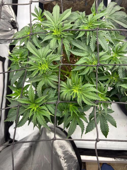 WIZARD TREE - Free Seed. Week 8