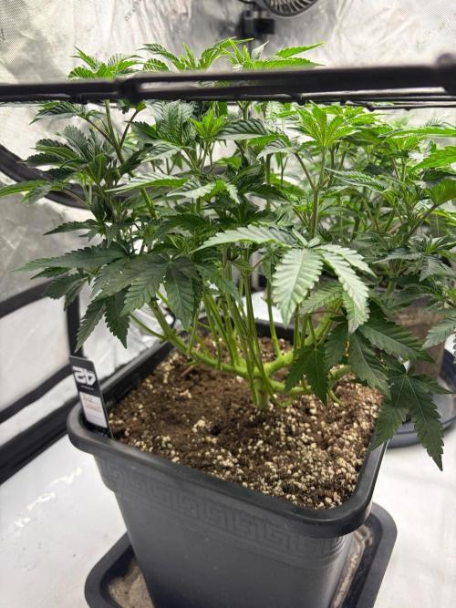 WIZARD TREE - Free Seed. Week 8