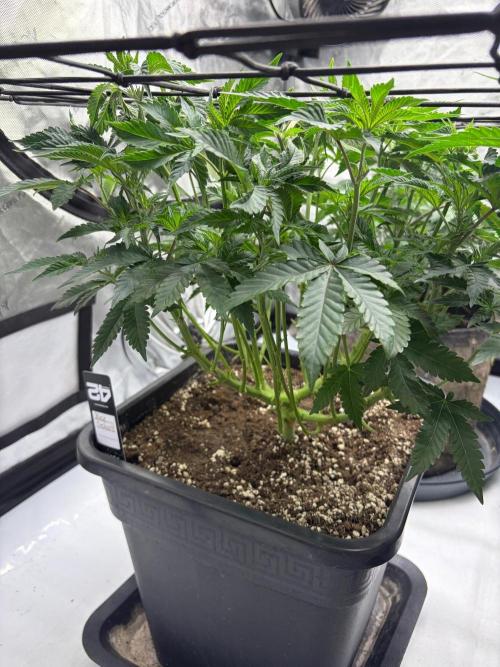 WIZARD TREE - Free Seed. Week 8